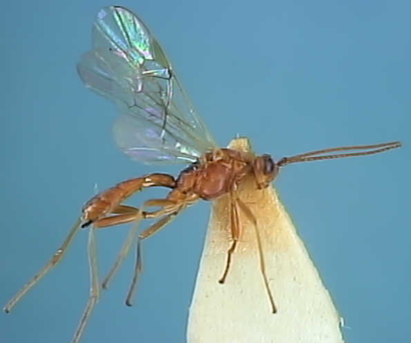 Ichneumonidae 13